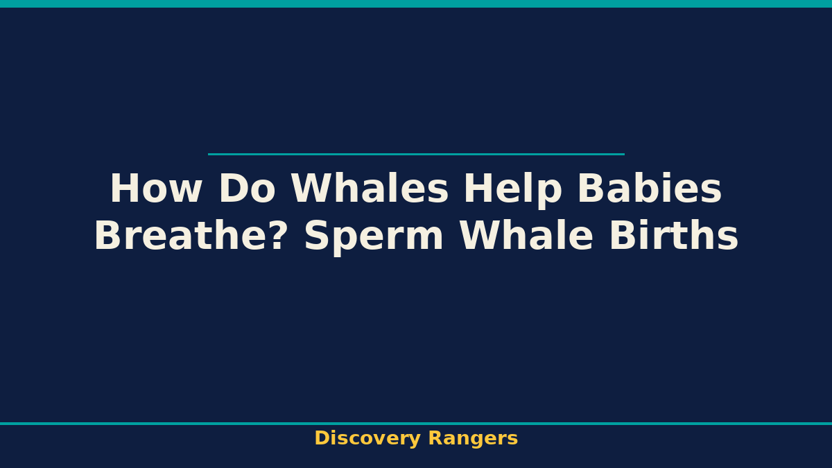 How Do Whales Help Babies Breathe? Sperm Whale Births | Science illustrated guide for kids | Discovery Rangers